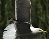 juvenile LBBG in October, ringed in Norway. (131273 bytes)